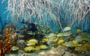 A shoal of grunt fish under gorgonian sea plume in a coral reef, Atlantic ocean