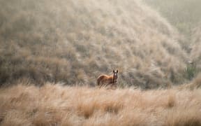 A wild horse roaming in the tussock in the Kaimanawa mountain ranges.