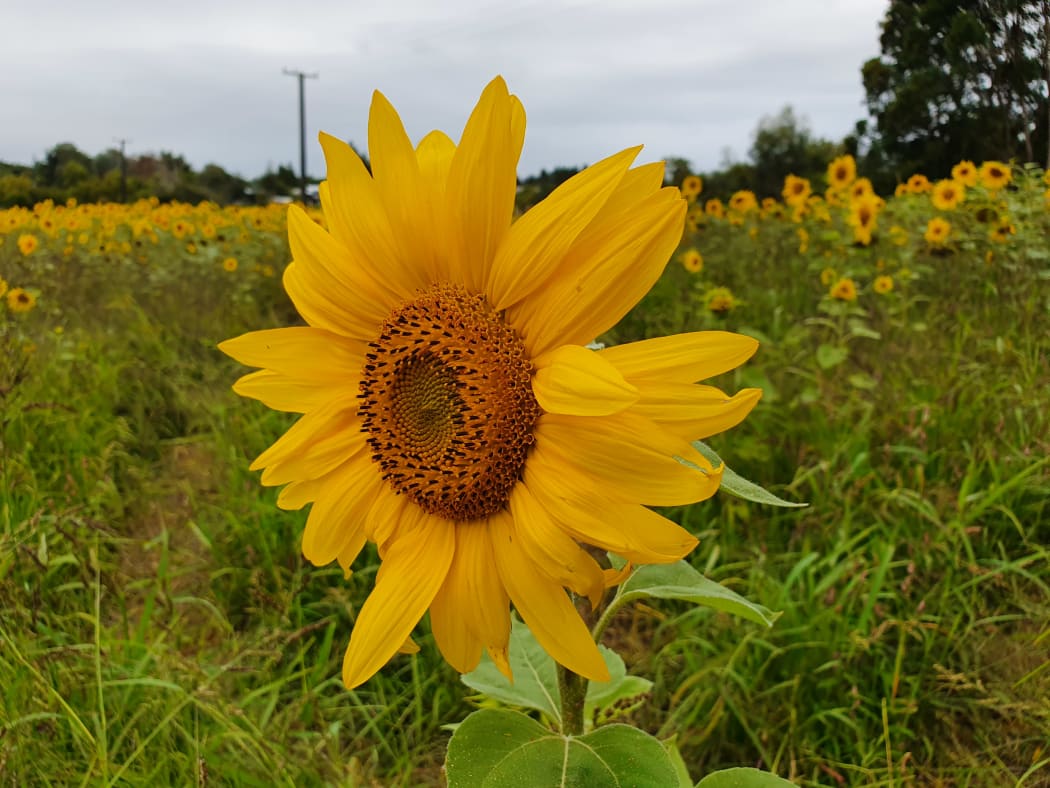 A paddock of sunflowers in the Horowhenua district