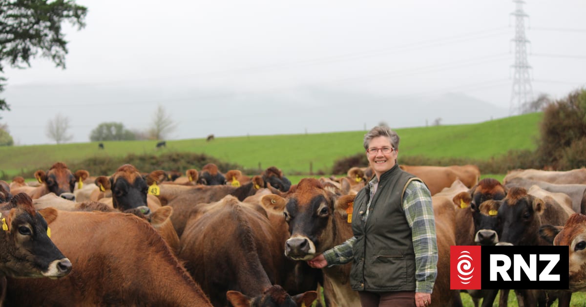 'The green cow': World's Jersey breeders coming to New Zealand