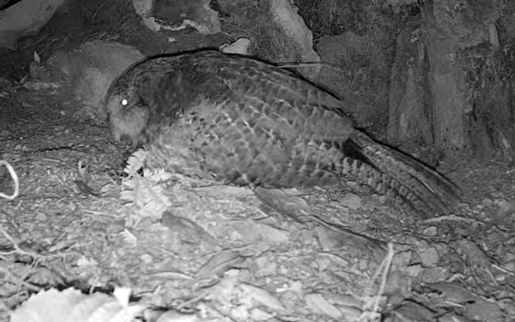 Screen shot from the DOC kakapo cam of Rakiura sitting on her nest.