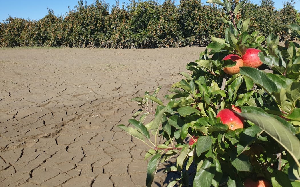 Silt drying and cracking at Lesley Wilson's orchard on Swamp Road in Hawkes Bay after Cyclone Gabrielle