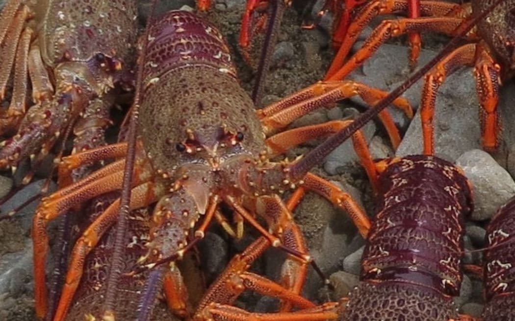 Researcher urges caution on rock lobster catch limit increase | RNZ News