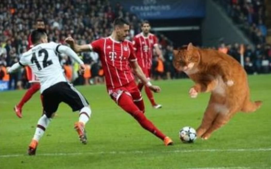 FC Bayern Munich fans were impressed with the performance of the cat.