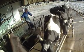 A screenshot of the video released by Farmwatch.