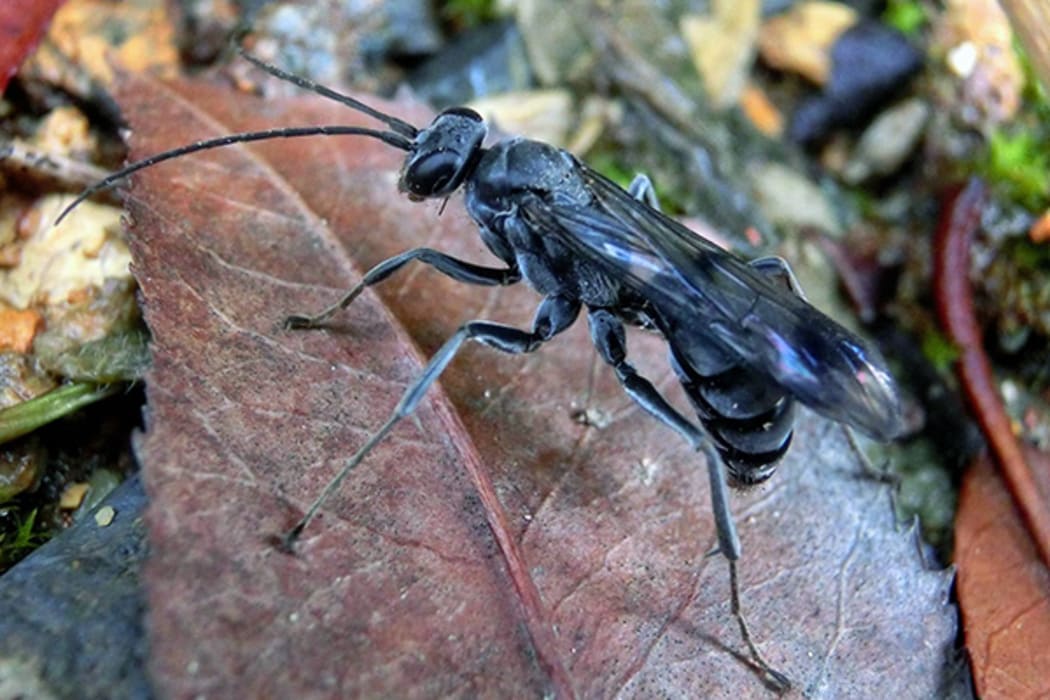 The bone-house wasp - Deuteragenia ossarium - uses dead ants to create a chemical barrier at the door of her egg-filled nest.