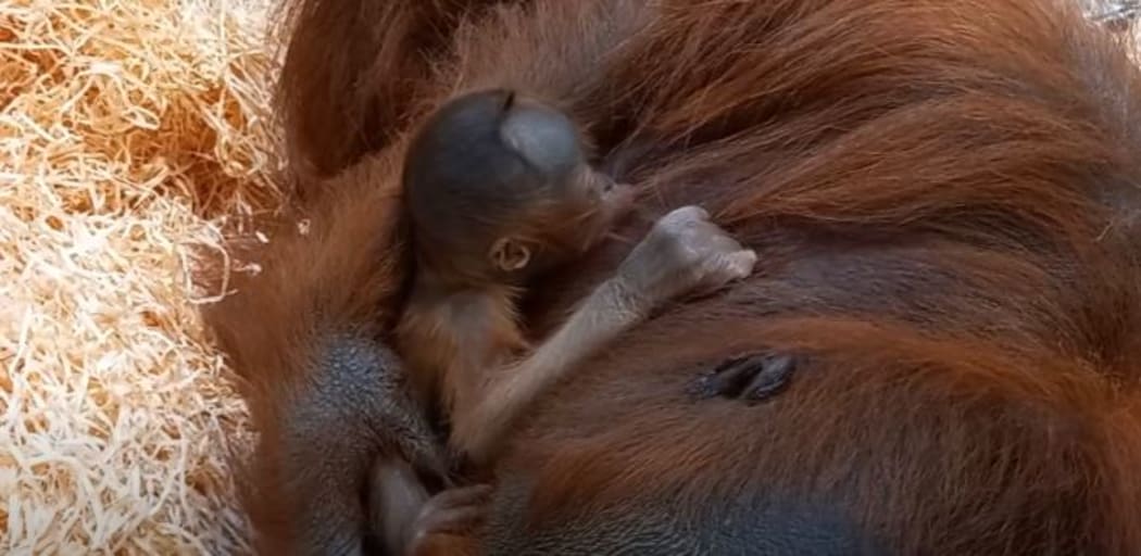 Auckland Zoo's new baby Bornean orangutan with its mother Melur.