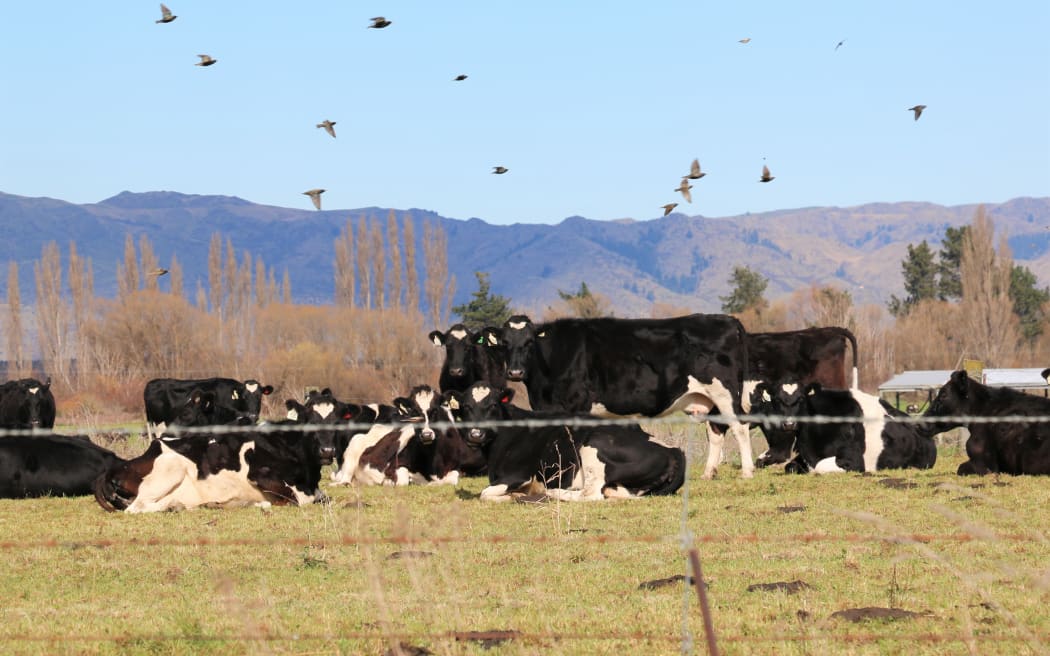dairy cows