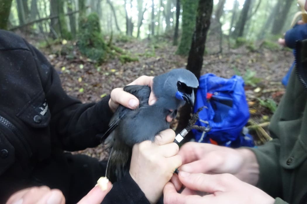 The female is processed soon after being caught.