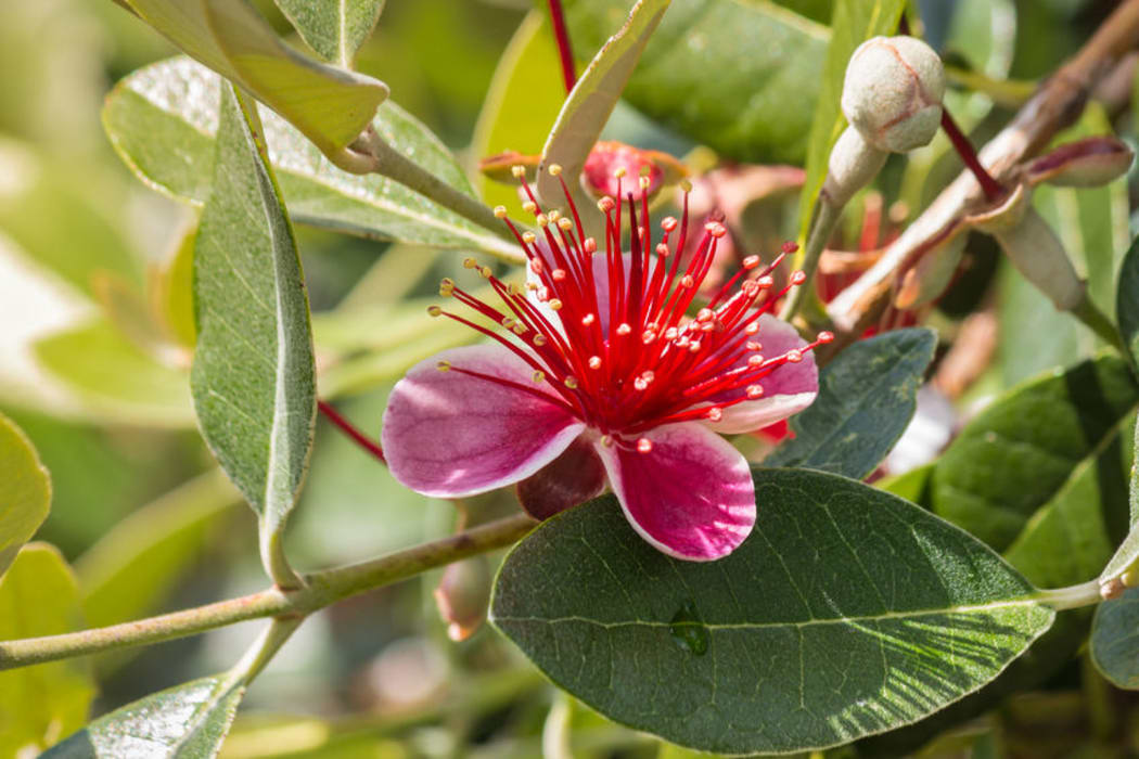 The guava moth has been found breeding in the plant's flowers, damaging the development of the fruit.