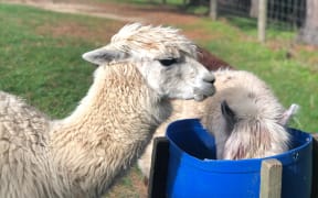 Alibaba and Katie the alpacas at Owlcatraz (Supplied)