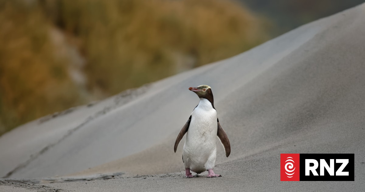 Race for vaccine to save hoiho/yellow eyed penguin