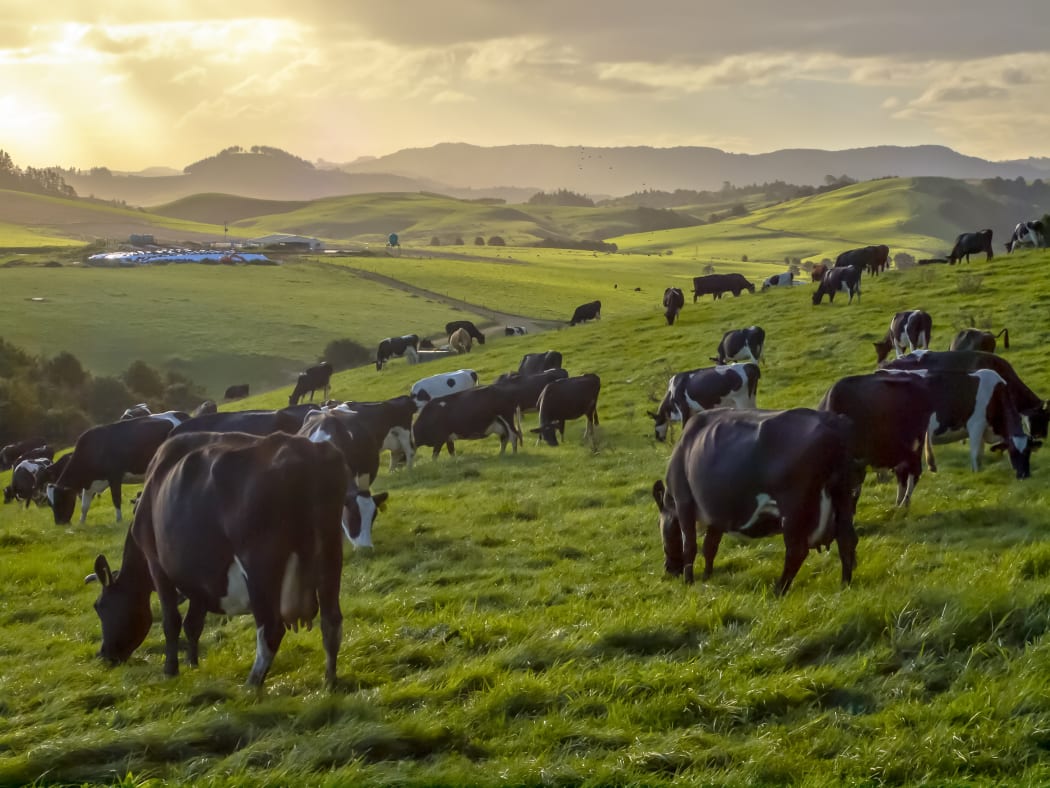Grazing cows in green meadow of hilly countryside during sunset in new zealand