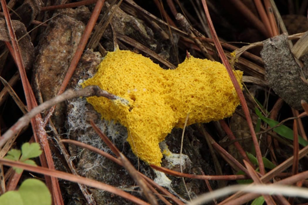 Dog vomit slime mould