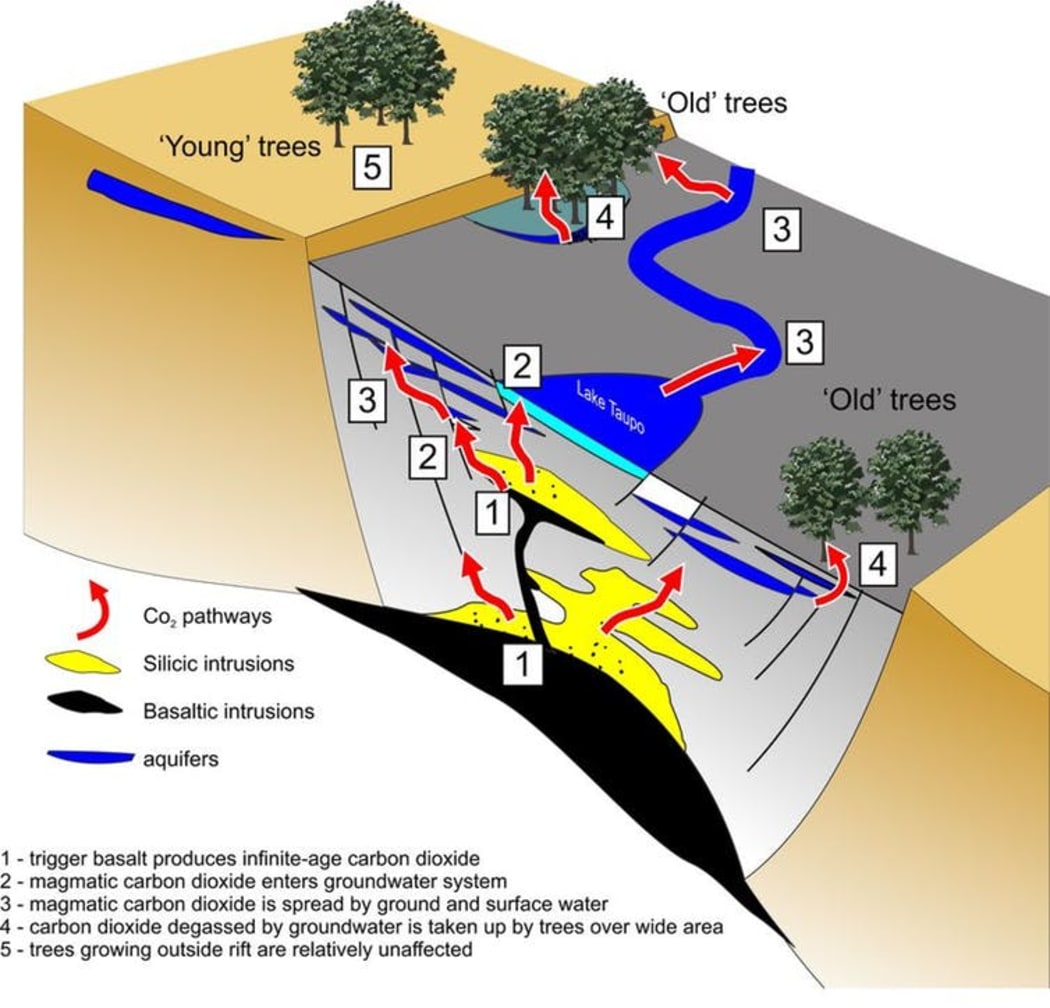 This conceptual image shows how gas from the triggering event, decades before the eruption, works its way into the groundwater system and is eventually incorporated in the wood of the trees that we date.