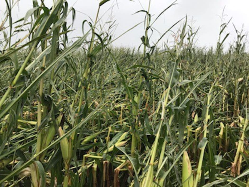 Maize crops snapped off in Taranaki after cyclone Gita.