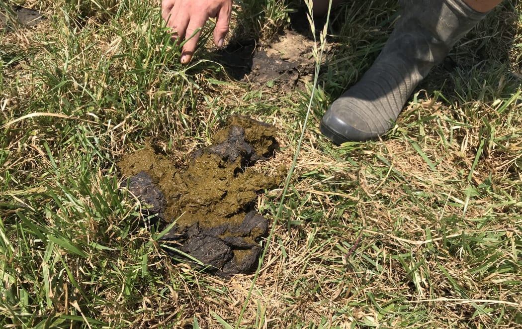 The dung beetle's dinner