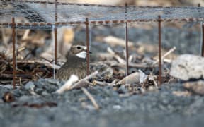 Ms Howard built mesh cages as a way to protect the birds from predators.