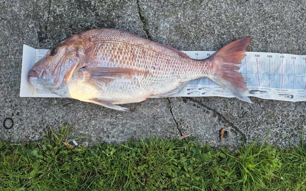 The snapper.