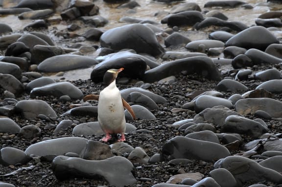 The yellow-eyed penguin.