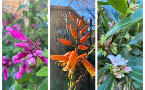 Winter blooms