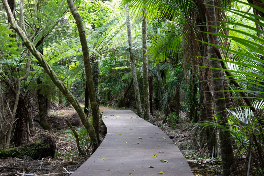 Board walks are being built and a helicopter is transporting gravel to upgrade the Kitekite Falls track near Piha.
