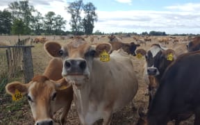 A dry Waikato for this jersey herd