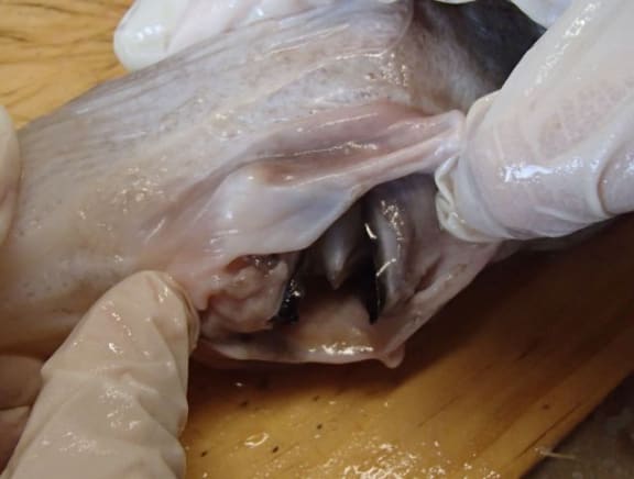 Beak-like grinding plates in mouth of a chimaera