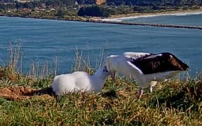 Latest picture of OGK - the dad of the Albatross family - updated at 12.15pm 4 May 2020