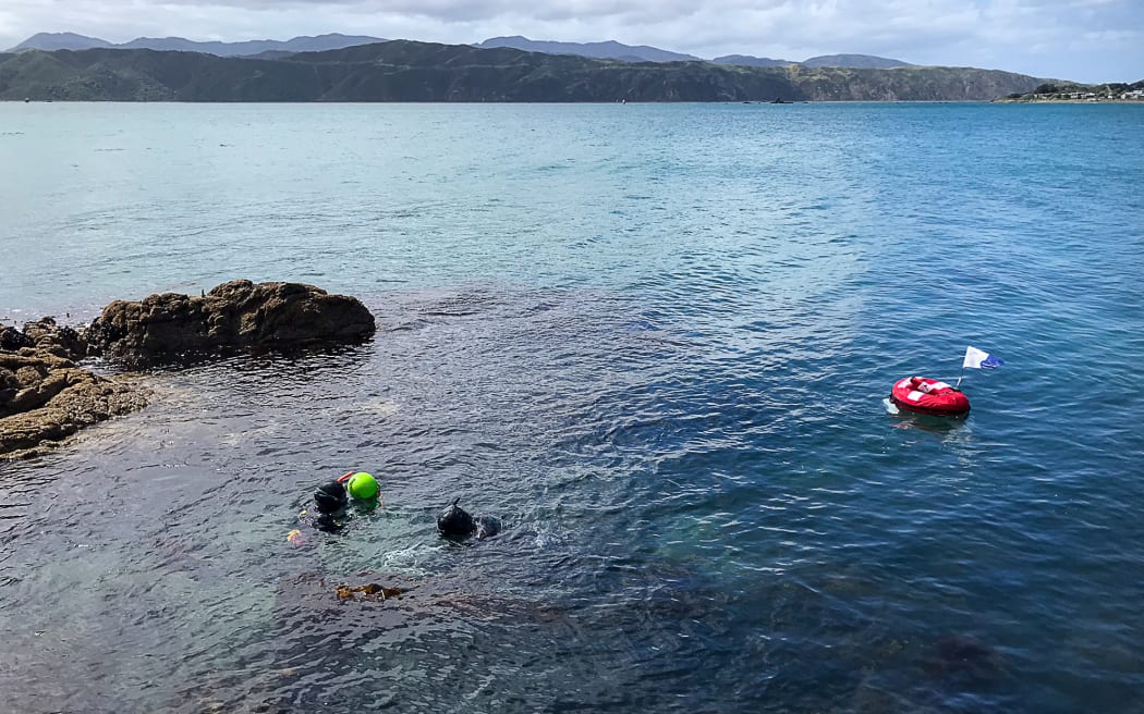 A landscape shot of calm clear water with kelp visible and some rocks on the left. Two people wearing snorkels rest on the sea surface near a red floatation device with a white flag. There are hills and a cloudy sky in the distance.