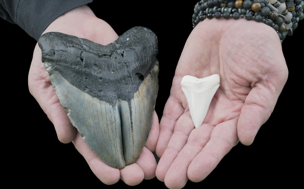 Megalodon (left) and great white shark tooth (right)