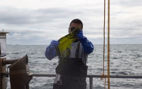 A Wakame Fresh employee stretches some of the harvested Undaria.