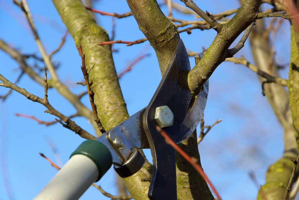Cutting a tree branch