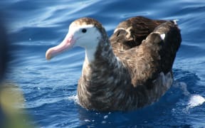 The Gibson's Albatross
