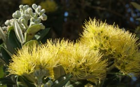 Pōhutukawa (Metrosideros excelsa), in flower, Manukau City, New Zealand. This is the variety "Aurea", a yellow-flowering cultivar of M. excelsa, a variant that occurs naturally on Mōtiti Island, Bay of Plenty, New Zealand