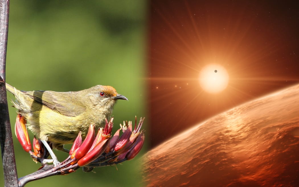 Surveying the skies - image of bellbird on left and exoplanets on right