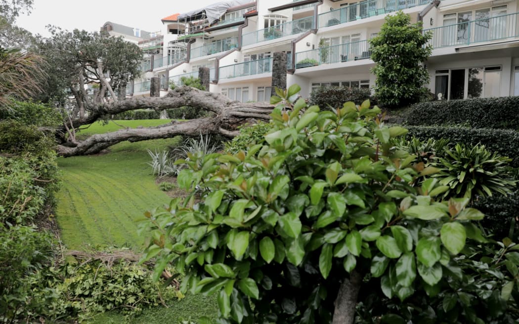 Pohutukawa at The Sands apartment complex in Takapuna