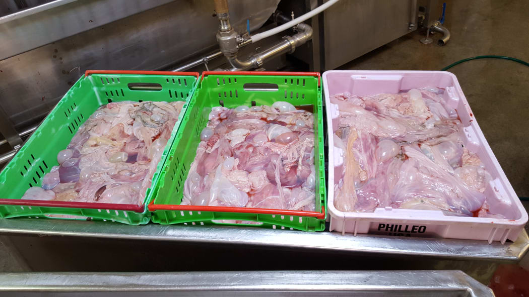 Bins of washed foal placenta