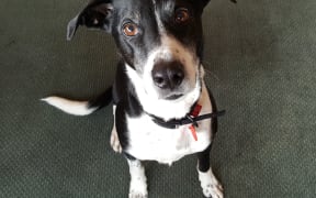 Black and white dog called Sprockett.