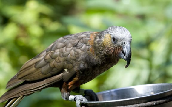 The kaka, a native New Zealand parrot, is classified as nationally vulnerable (as at February 2016).