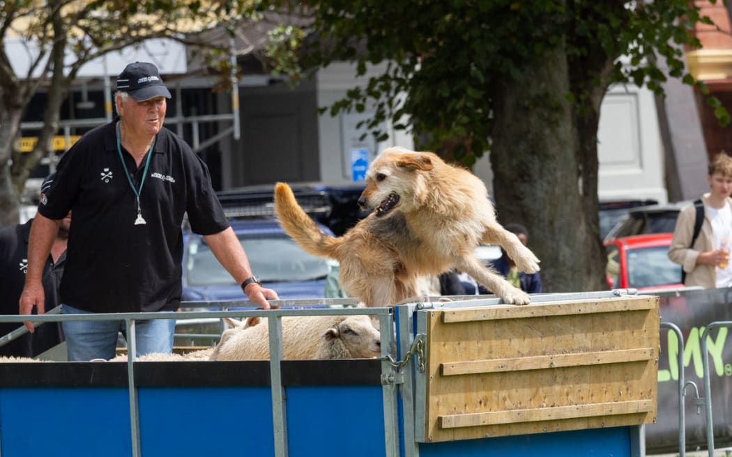 Decorated Danniverke sheep dog trialist Paul Evans and his dog Trump.