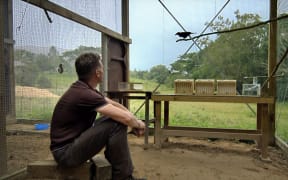 Alex Taylor has been studying the New Caledonia crows' tool use for years