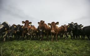 Brighter Future - Dairy. Dairy farming family the Mathieson's, Ewen, Dianne and Melissa talk about the boom and bust of their industry since 2008 and how they got through some of the tougher times.