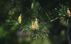 Pine pollen