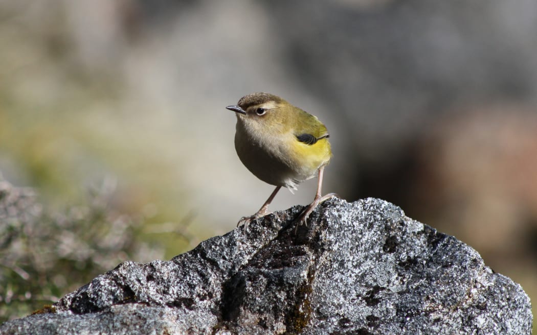 Rock wrens have long legs and very large feet. Their only living relatives are the diminutive rifleman.