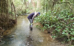 Christine looks for kakahi