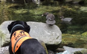 Conservation Dog Marti with two whio.