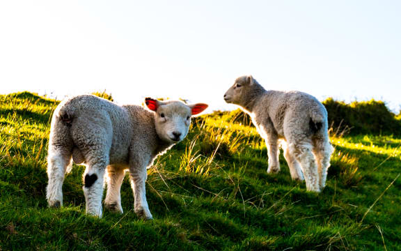 Lambs enjoying a burst of spring sunshine.