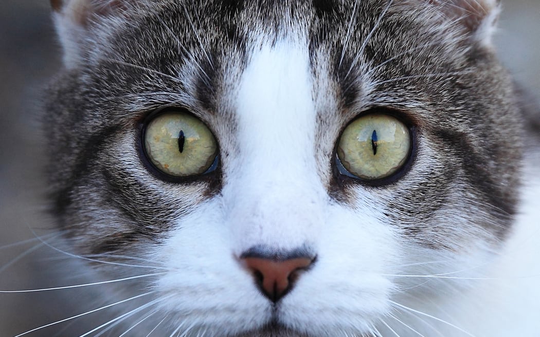 Portrait of a cat (Photo by Eric Guilloret / Biosphoto / Biosphoto via AFP)