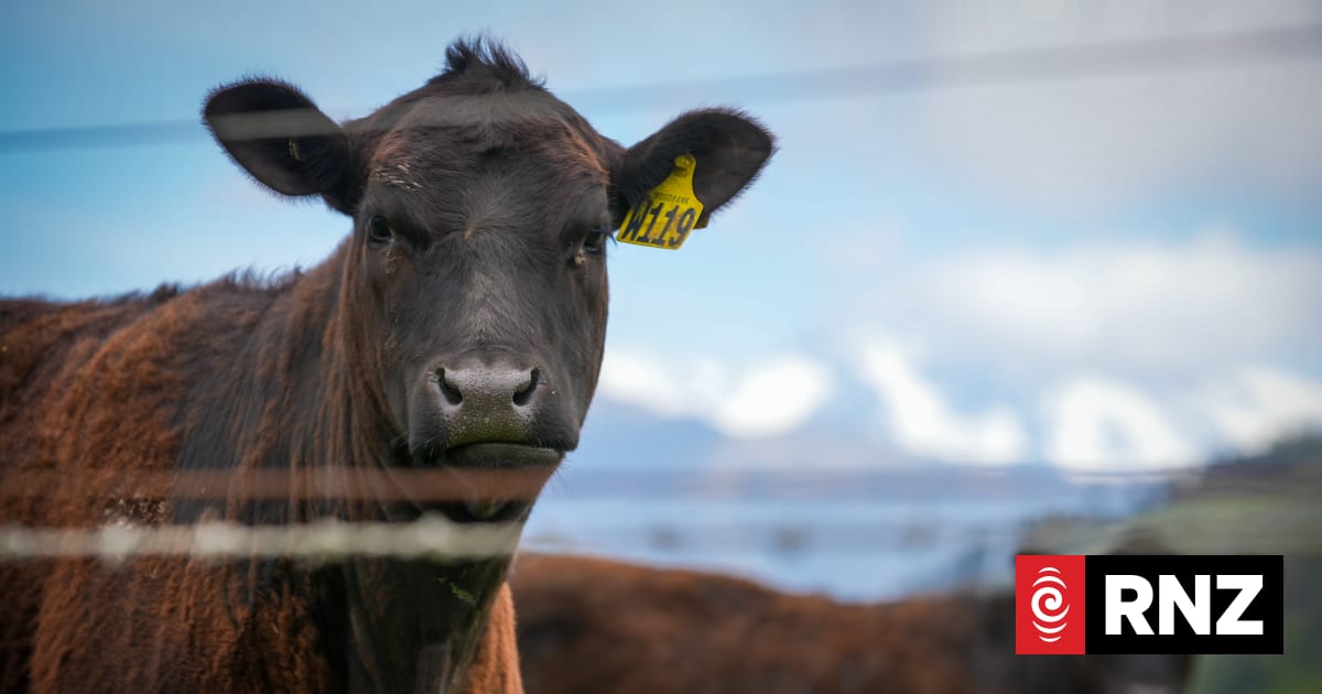Backroads to the Beehive: A tale of two Canterbury Plains